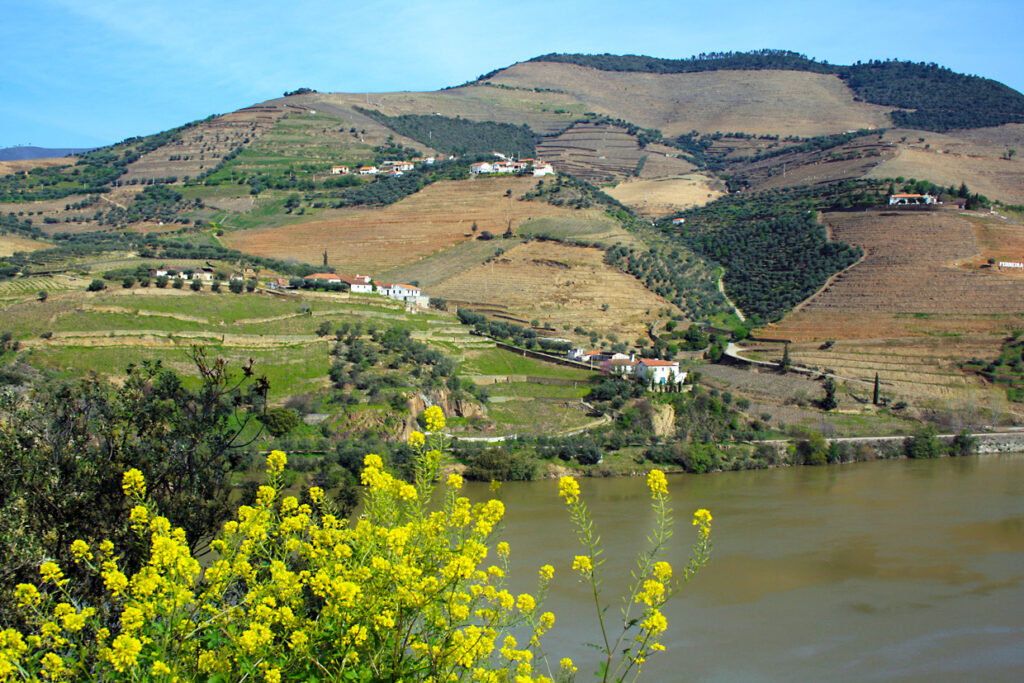 Weinberge am Douro (Foto: © Claudia Huldi / PIXELIO)