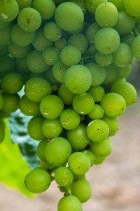 Weintrauben an einer weißen Rebe
