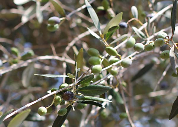 Ein Olivenzweig mit Oliven.