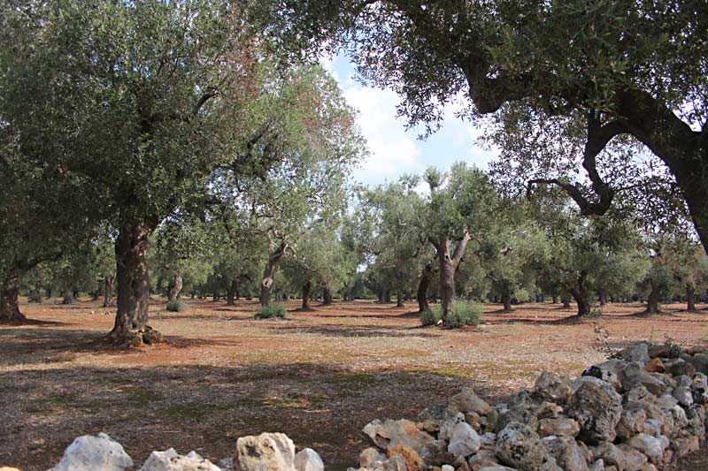 Ein Olivenhain in Apulien.