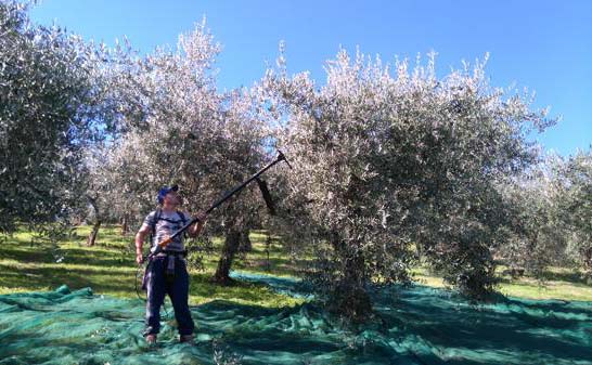 Ein Olivenbauer erntet Oliven von einem Baum.