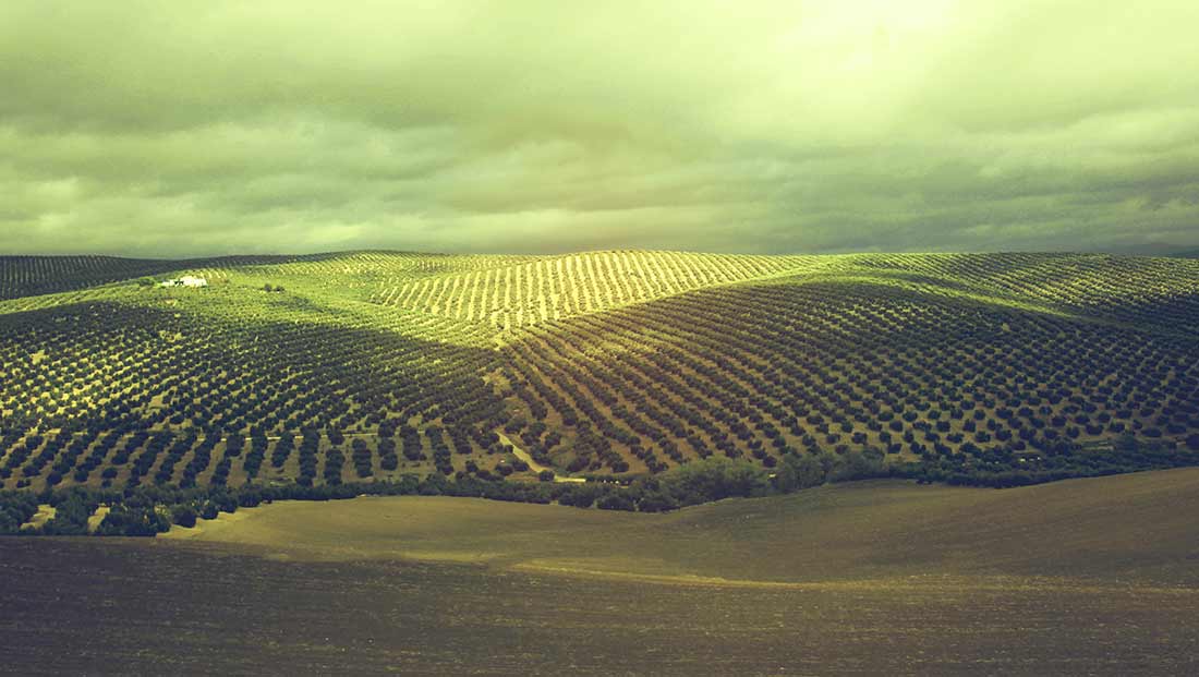 Gleichmäßig mit Olivenbäumen bepflanzte Hügel in Andalusien