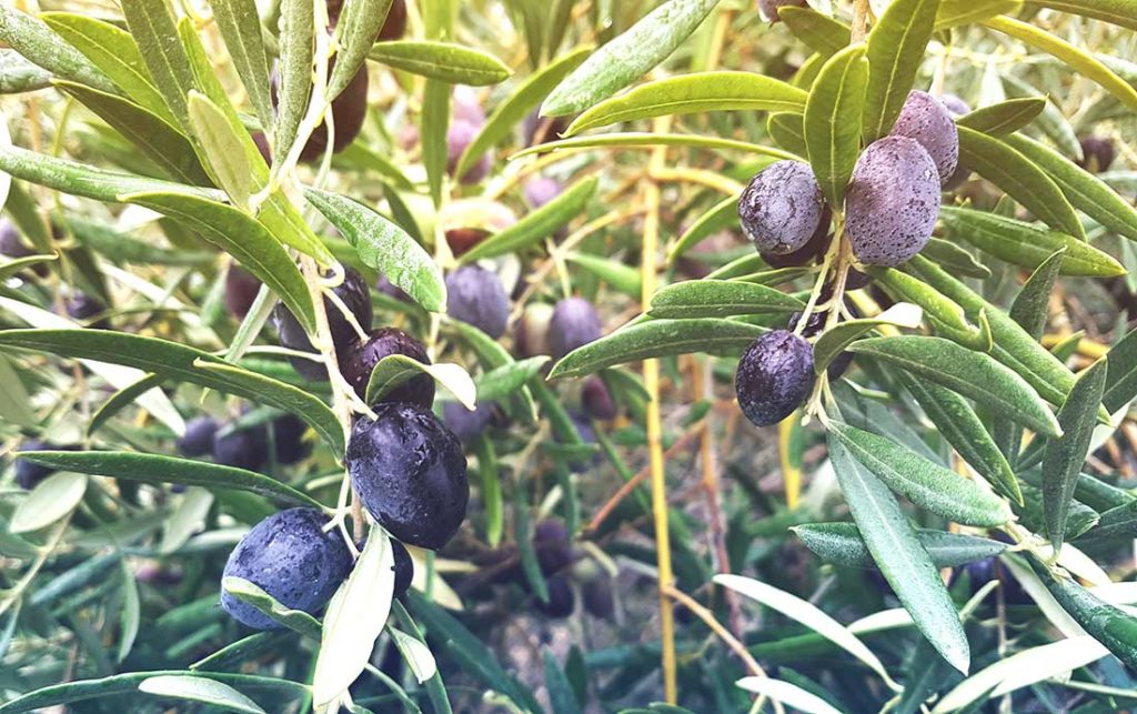 Schwarze Oliven an einem Olivenbaum