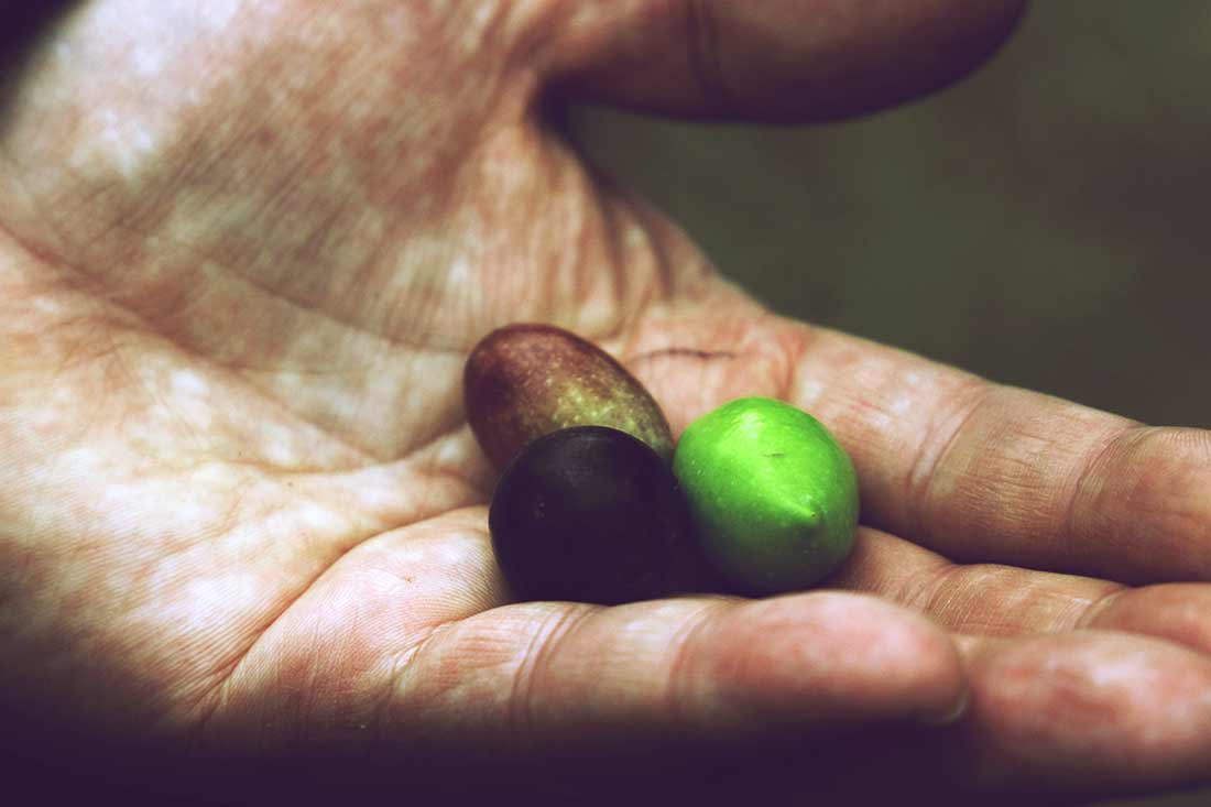 Drei Oliven in einer Hand