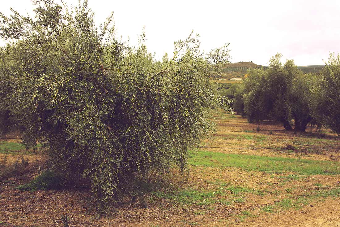 Olivenbaum mit ganz vielen grünen Oliven