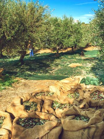 Spanisches Olivenöl: Andalusiens grünes Gold