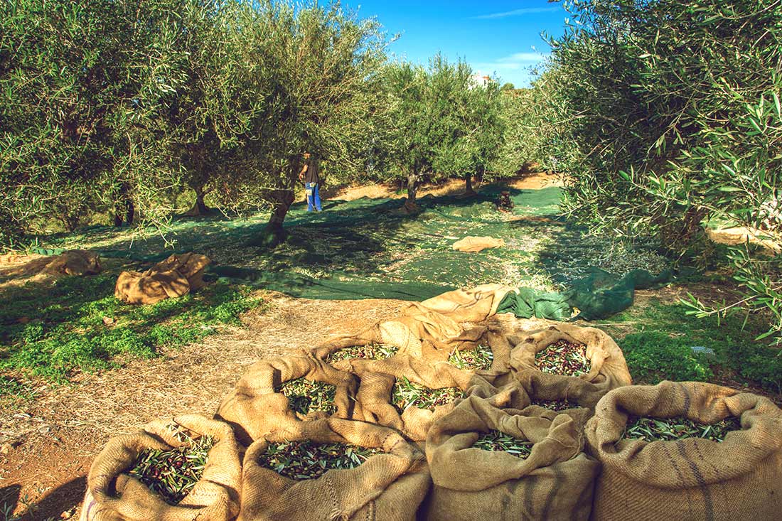 Ernte im Olivenhain, im Vordergrund Säcke mit Oliven. (Foto: iStock.com/Gatsi)