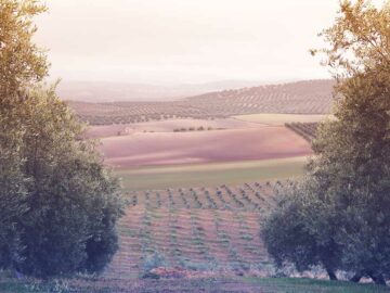 Blick über die sanften Hügel der Olivenhaine von Vadolivo in Andalusien