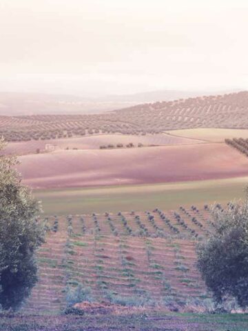 Olivenöl-Tourismus in Andalusien: auf den Spuren des grünen Goldes