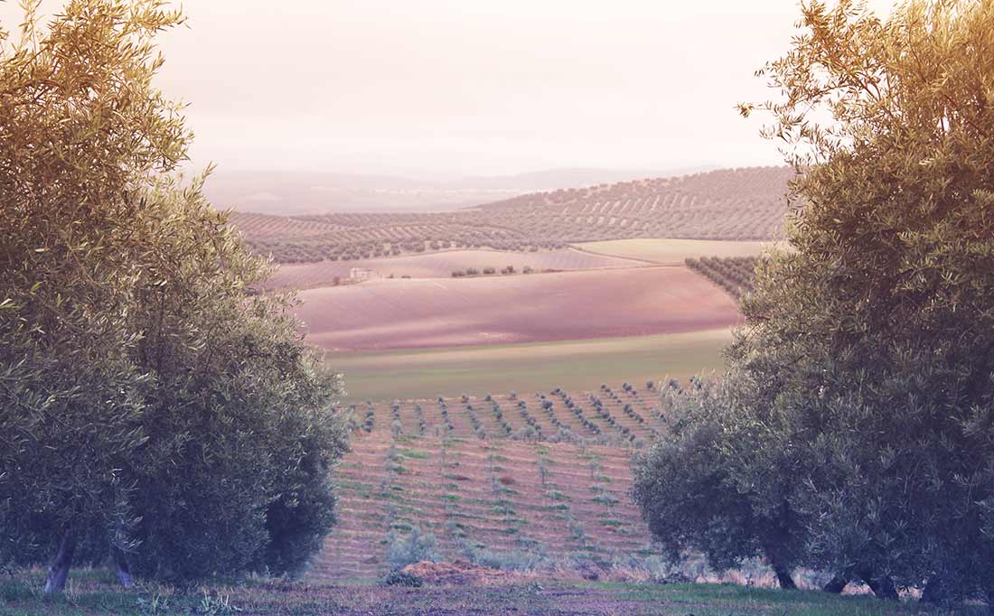 Blick über die sanften Hügel der Olivenhaine von Vadolivo in Andalusien