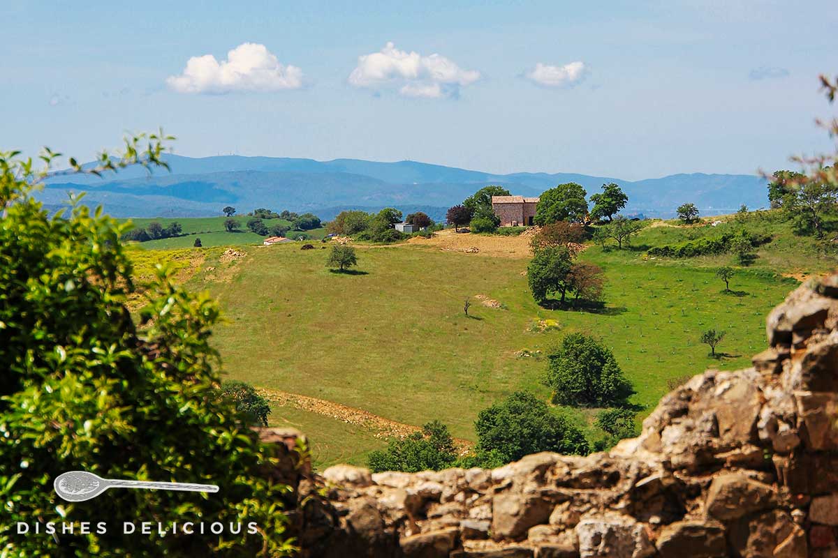 Foto von der grünen Landschaft mit vereinzelten Bäumen rund um Montemerano.