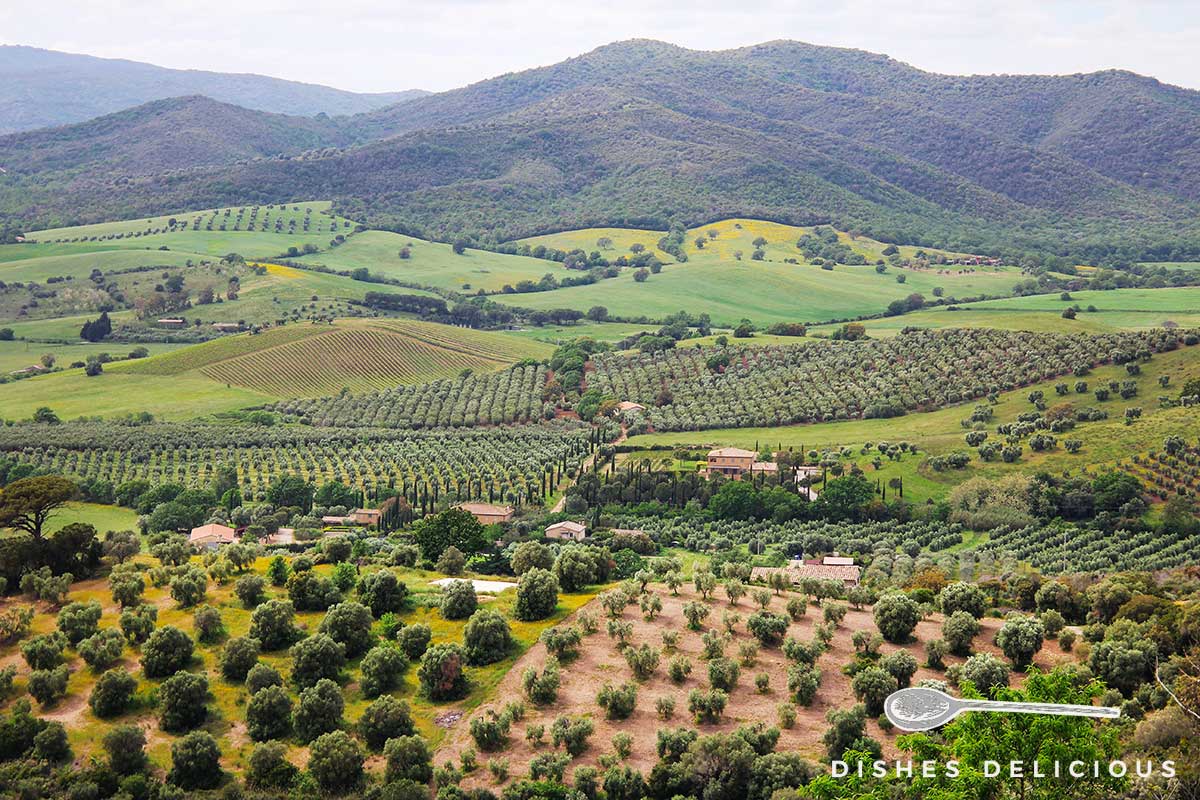 Foto von einer Landschaft in der Südtoskana: im Hintergrund bewaldete Hügel, im Vordergrund ordentlich angelegte Olivenhaine.