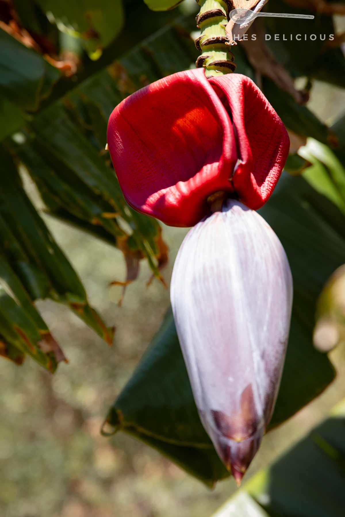 Nahaufnahme einer hängenden Bananenblüte mit leuchtend roten Hüllblättern und einem länglichen, violettfarbenen Blütenstand vor verschwommenem Hintergrund aus grünen Bananenblättern.