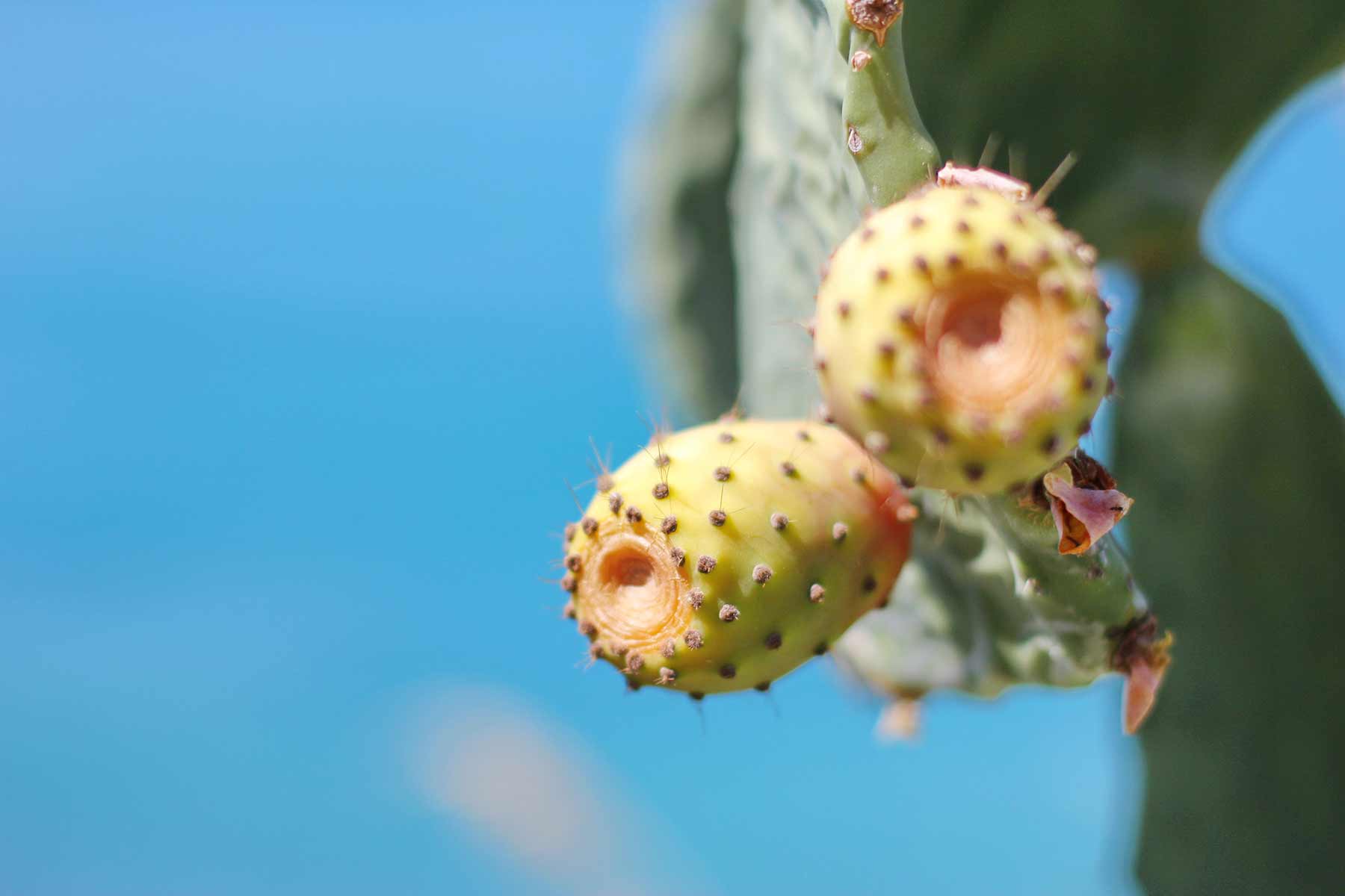Nahaufnahme zweier gelber Kaktusfrüchte mit braunen Stacheln vor blauem Himmel.