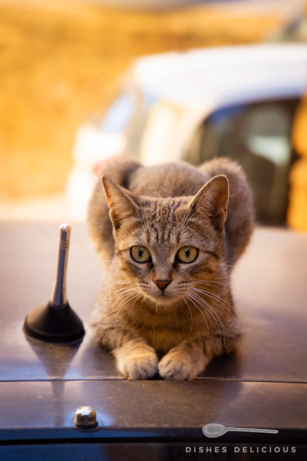 Braun getigerte Katze liegt auf der Motorhaube eines Autos, Blick direkt zur Kamera.