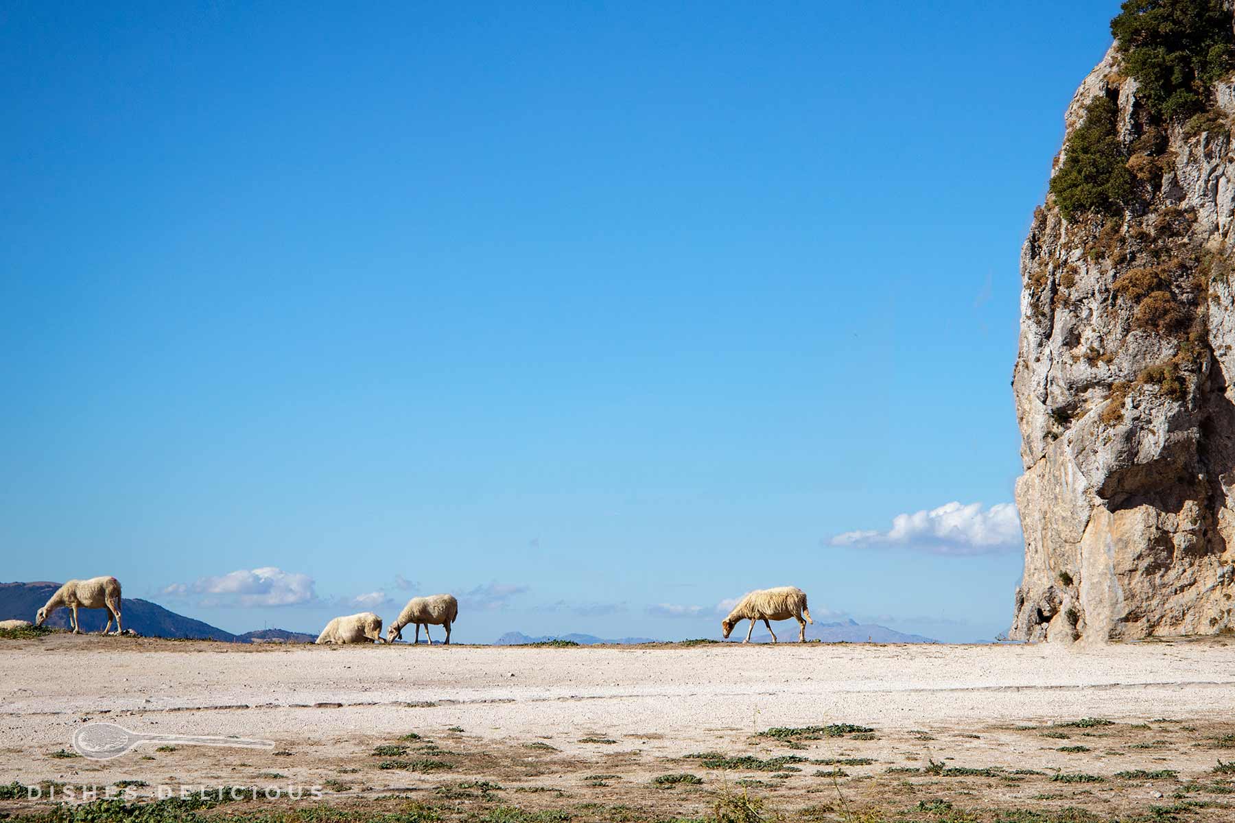 Vier Schafe grasen auf einer kargen Hochebene unter blauem Himmel, rechts Felswand sichtbar.
